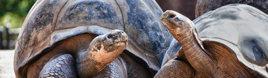 tortugas gigantes de las islas galapagos