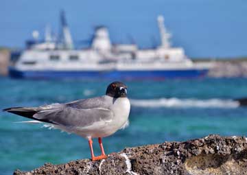 Puerto Bahía Darwin
