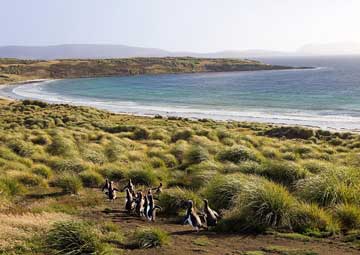 Puerto New Island, Islas Falkland (Malvinas)